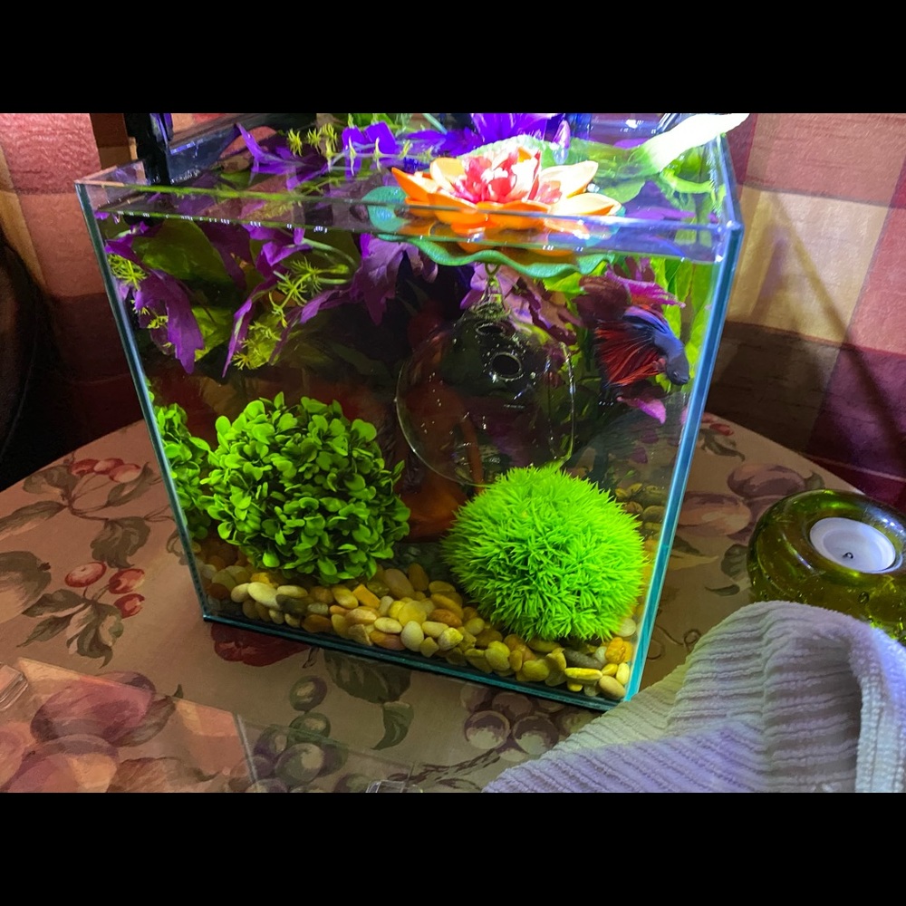 🔥Betta fish feeding house. No more messy tanks. - Picture 7 of 17